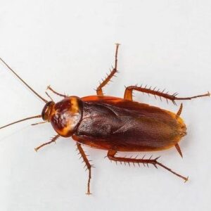 how to get rid of roaches overnight