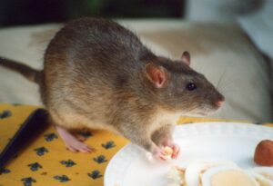 can you kill rats with baking soda