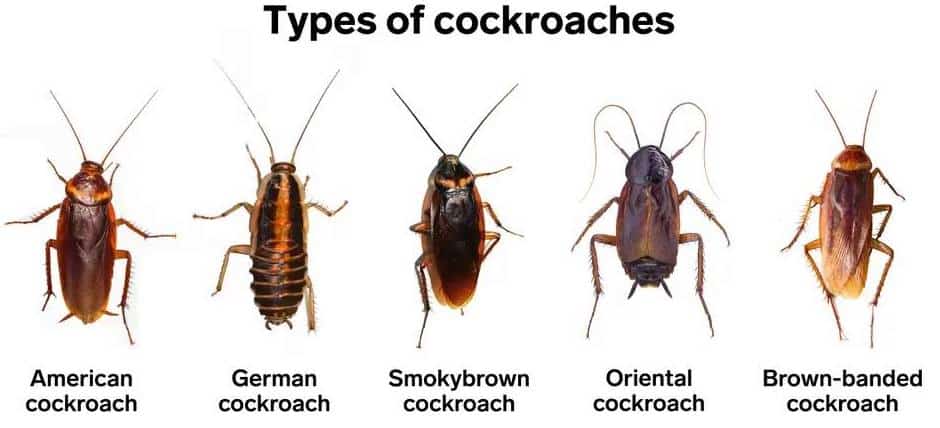 common Types of Cockroaches That Will Sneak Into Your Home