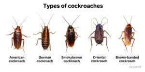 How To Get Rid Of Roaches Overnight Home Remedies