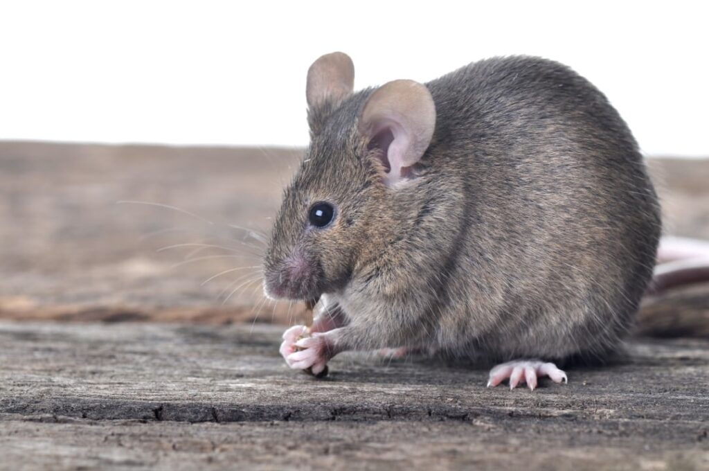 How To Get Rid Of Mice In Walls Fast