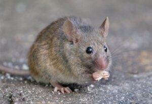 mice eating poison but not dying