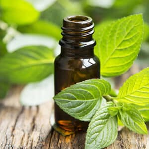 peppermint oil for roaches