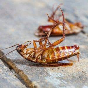 Homemade Cockroach Killer