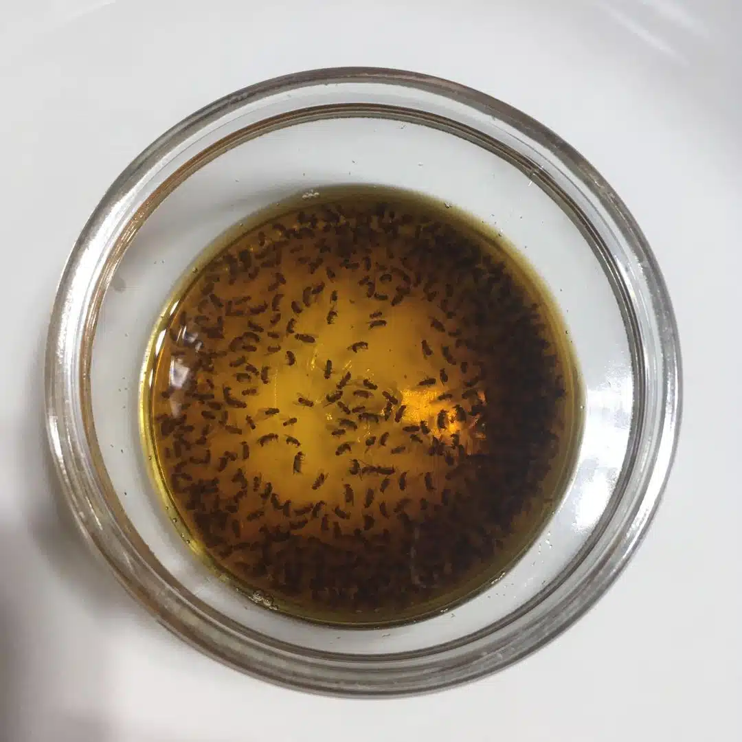 How To Get Rid of Fruit Flies Fast Naturally 