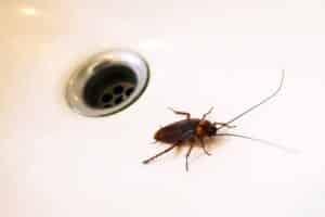 How Do I Keep Roaches Out Of My Drain?
