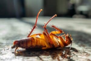 do dead cockroaches attract other cockroaches