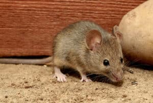 How To Get Rid Of Mice With Peppermint Oil