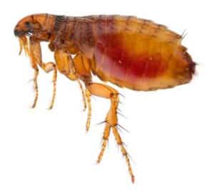 Does Hot Water Kill Fleas And Their Eggs