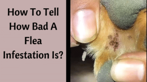 How To Tell How Bad A Flea Infestation Is