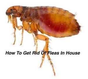 how to get rid of fleas in house