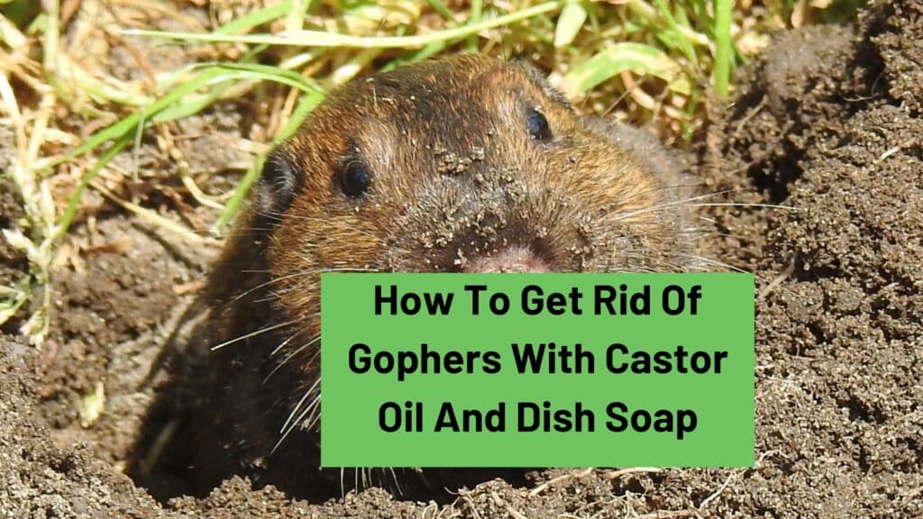 How To Get Rid Of Gophers With Castor Oil And Dish Soap