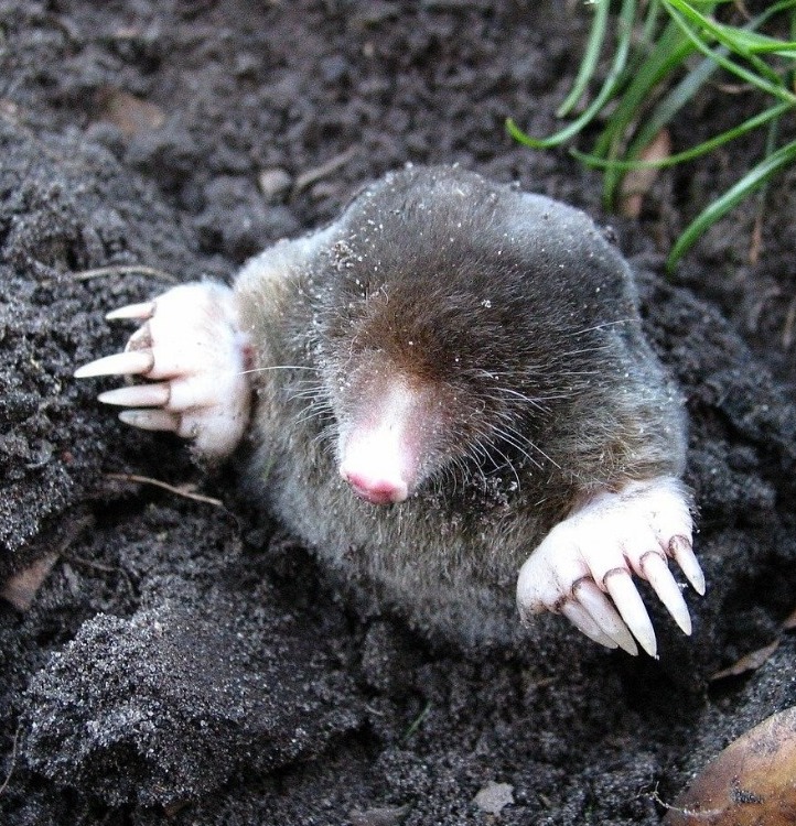 How to get rid of moles without harming pets