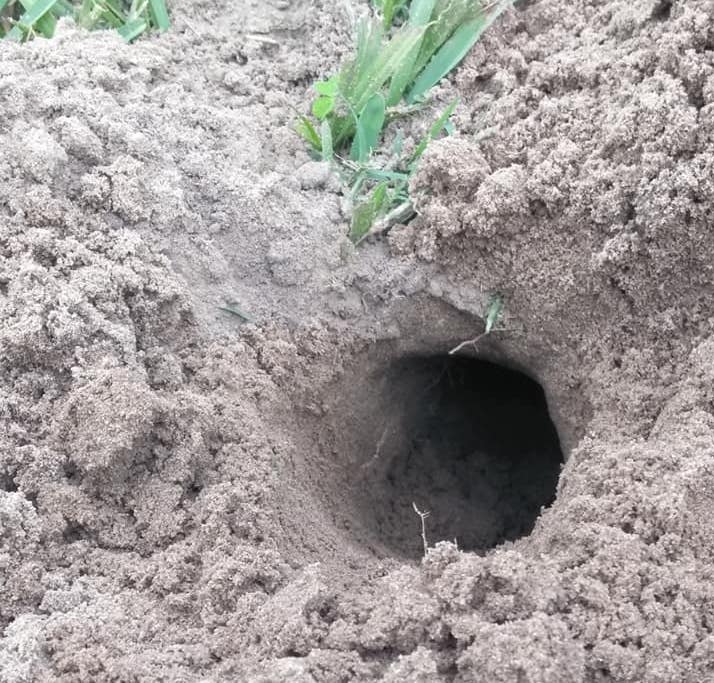 Identifying Gopher Holes and Mounds