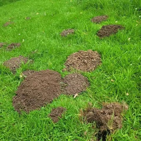 how to get rid of moles in yard