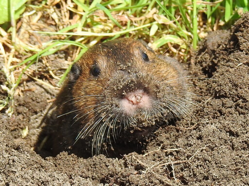 how to get rid of gophers with castor oil and dish soap