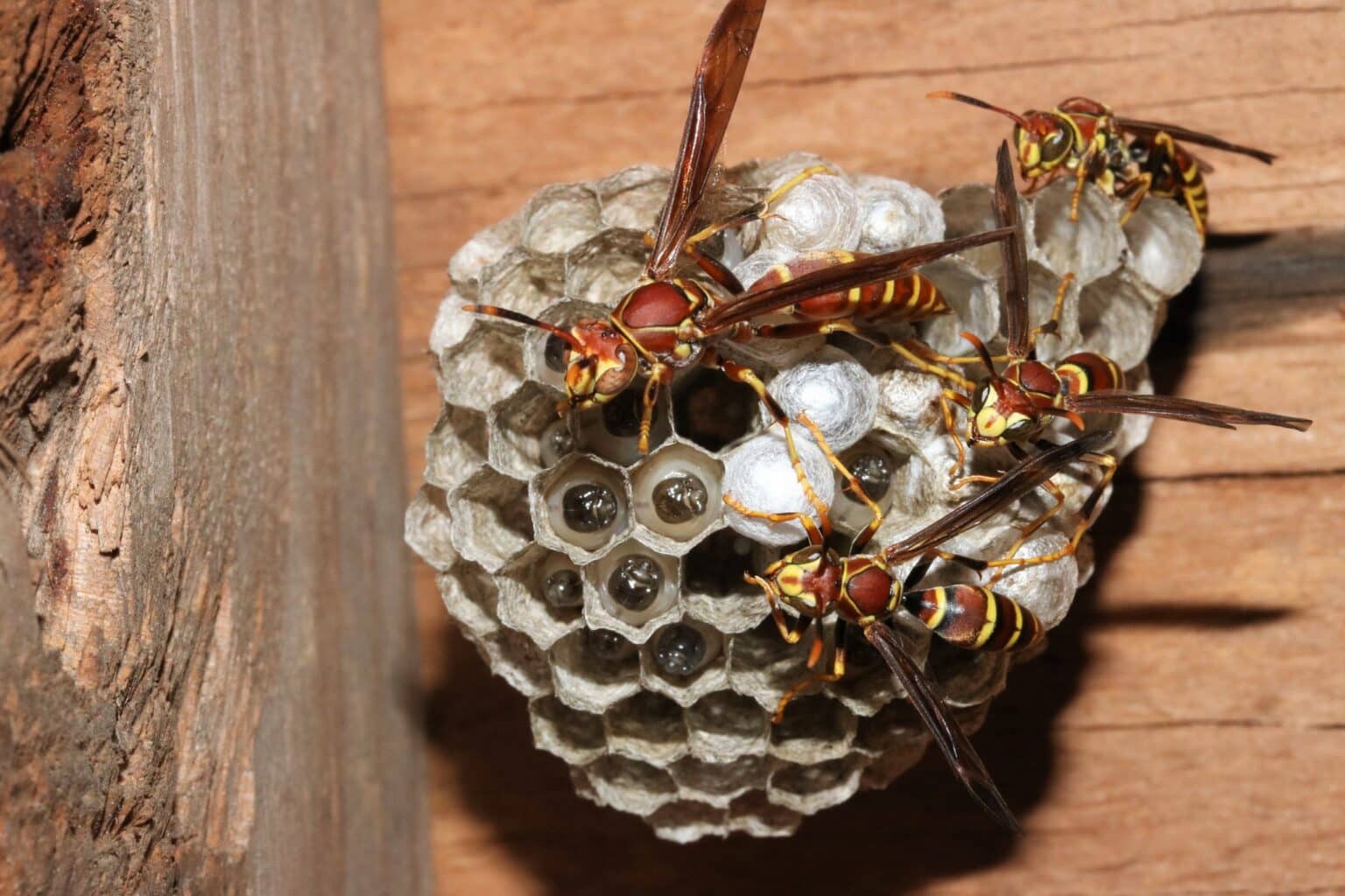 Can You Kill Wasps With Dish Soap?