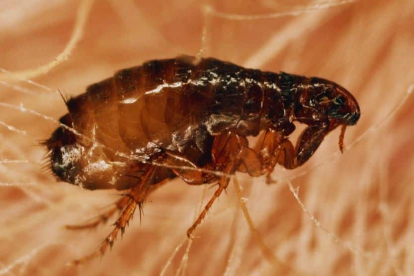 common bugs that look like bed bugs