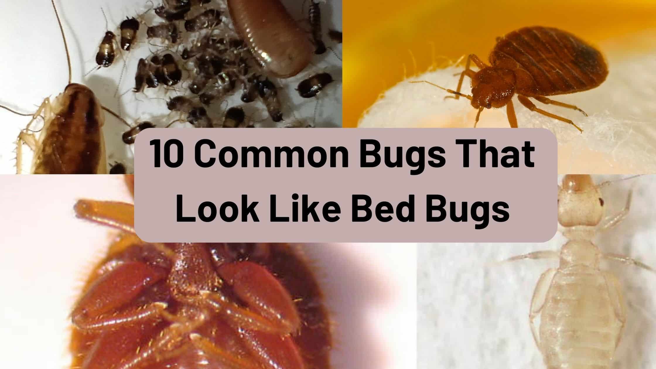  10 Common Bugs That Look Like Bed Bugs