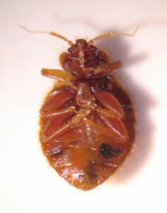 Common Bugs That Look Like Bed Bugs