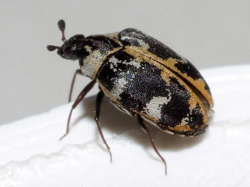 Outdoor bugs that look like bed bugs