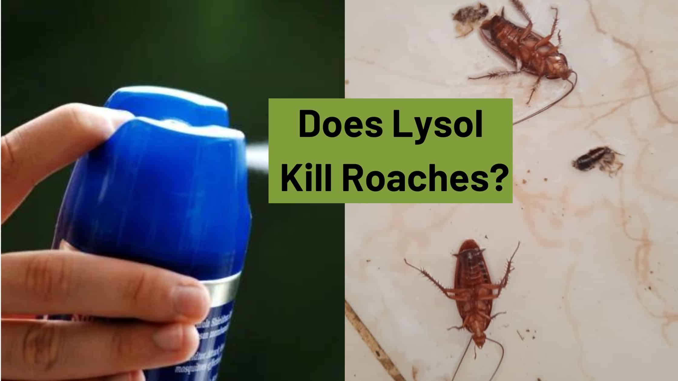 does lysol kill roaches instantly
