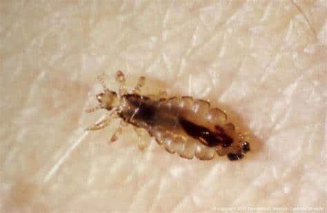 Common Bugs That Look Like Bed Bugs