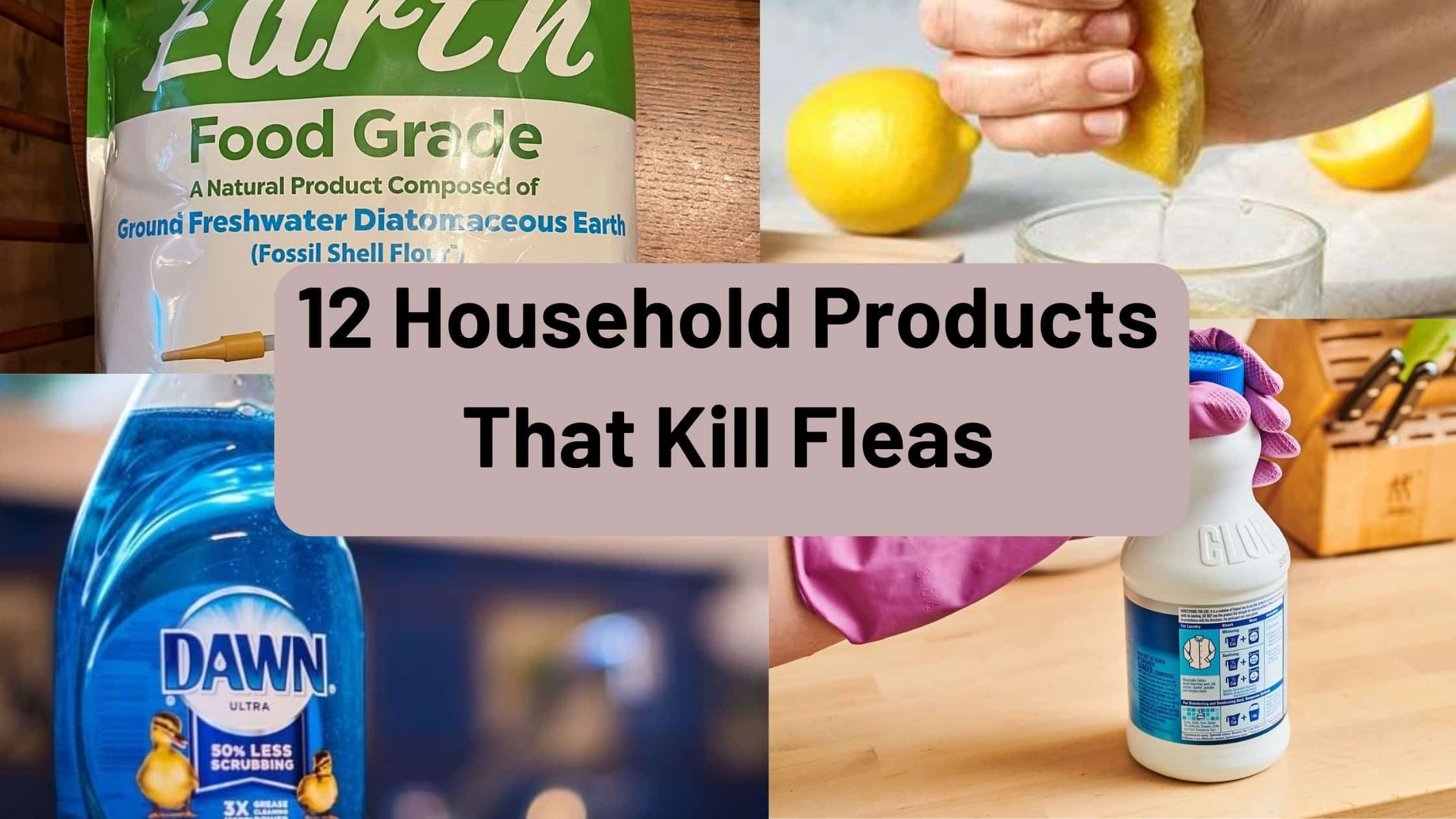  Household Products That Kill Fleas