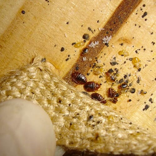 How To Get Rid Of Bed Bug Eggs