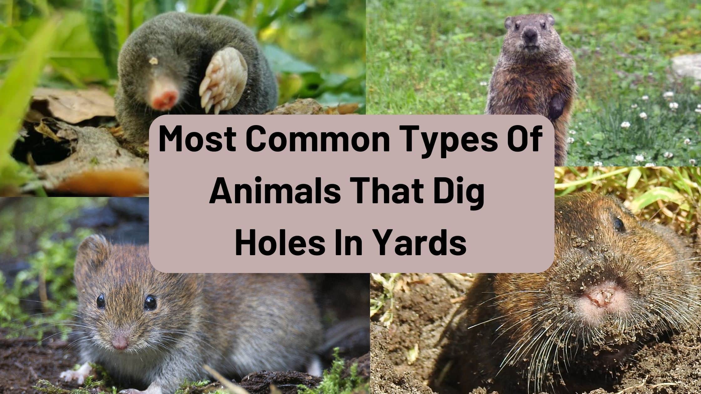 Animals that dig holes in yards