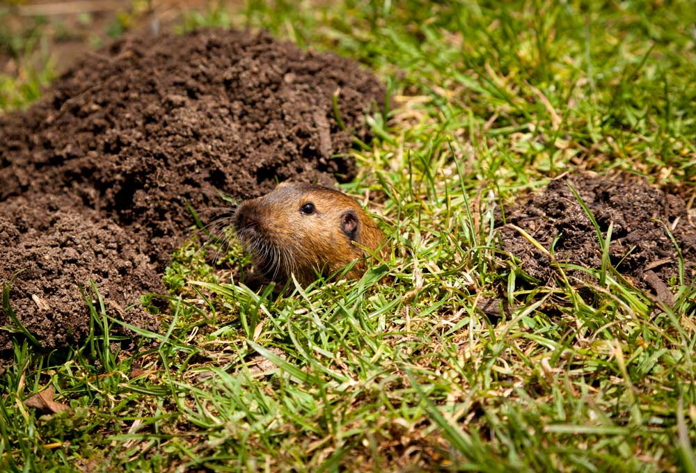 Animals that dig holes in yards