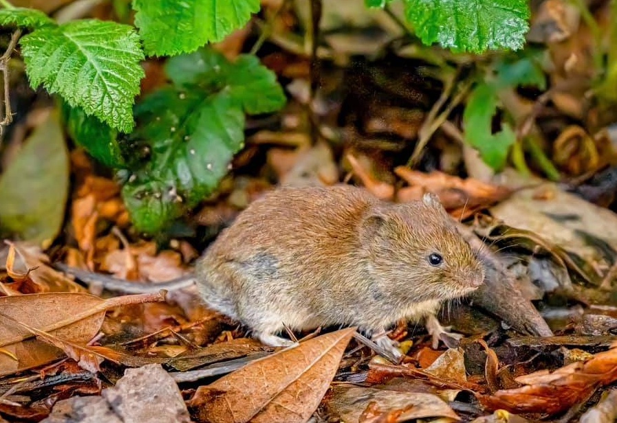 How To Get Rid Of Voles In Your Yard Naturally