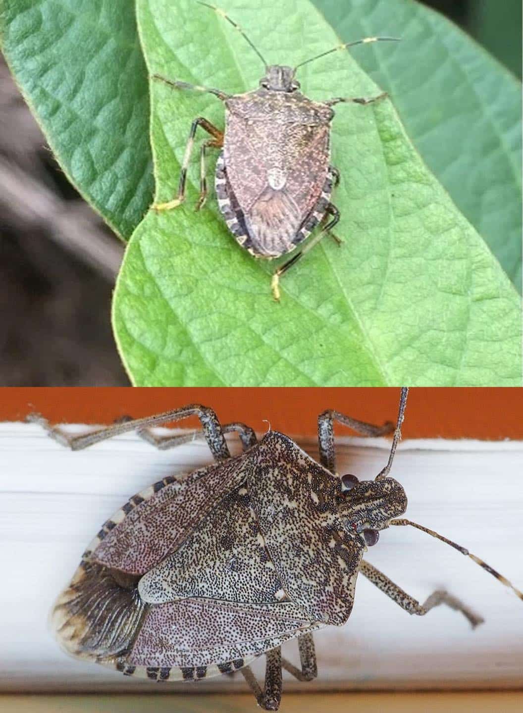 best ways to get rid of stink bugs from your home and garden