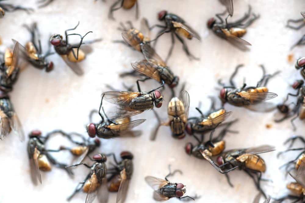 how to get rid of house flies naturally