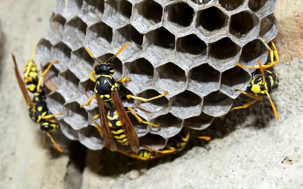 Yellow Jackets Nests