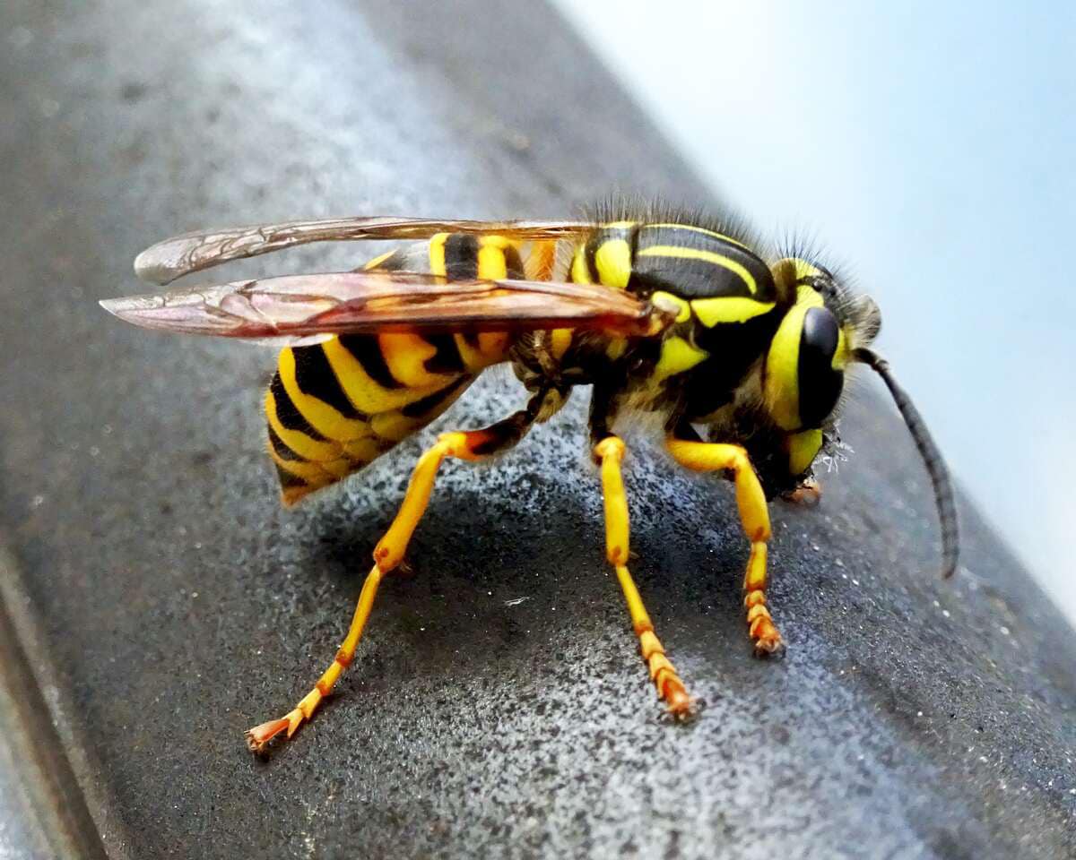 How To Get Rid Of Yellow Jackets