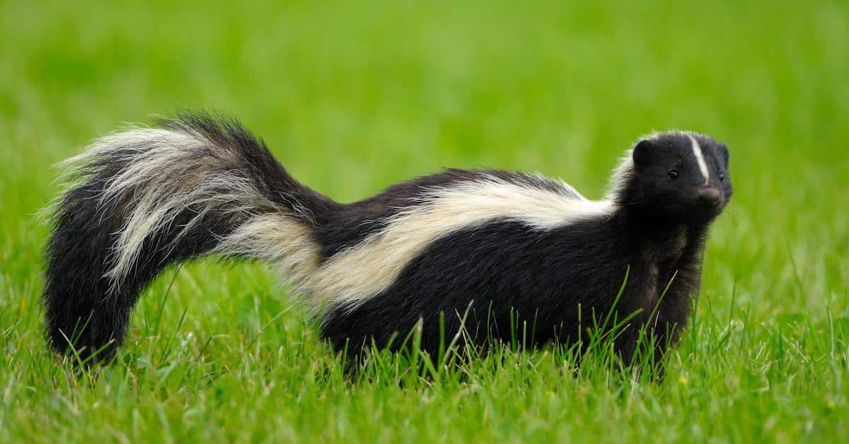 How to Get Skunk Smell Off Your Dog