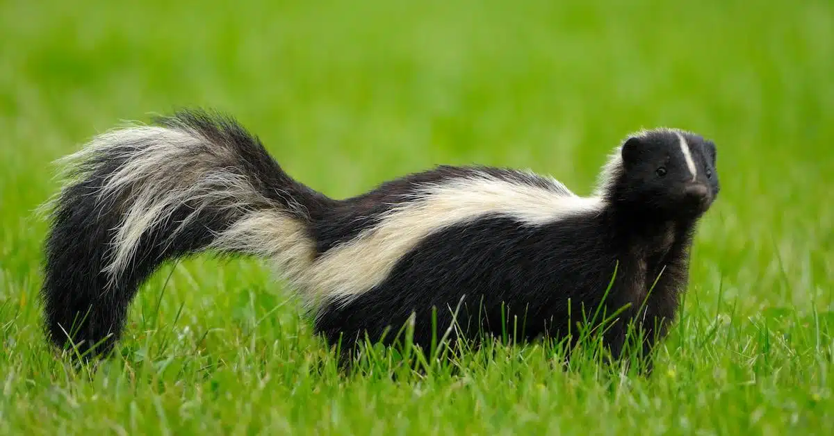 How to Get Skunk Smell Off Your Dog