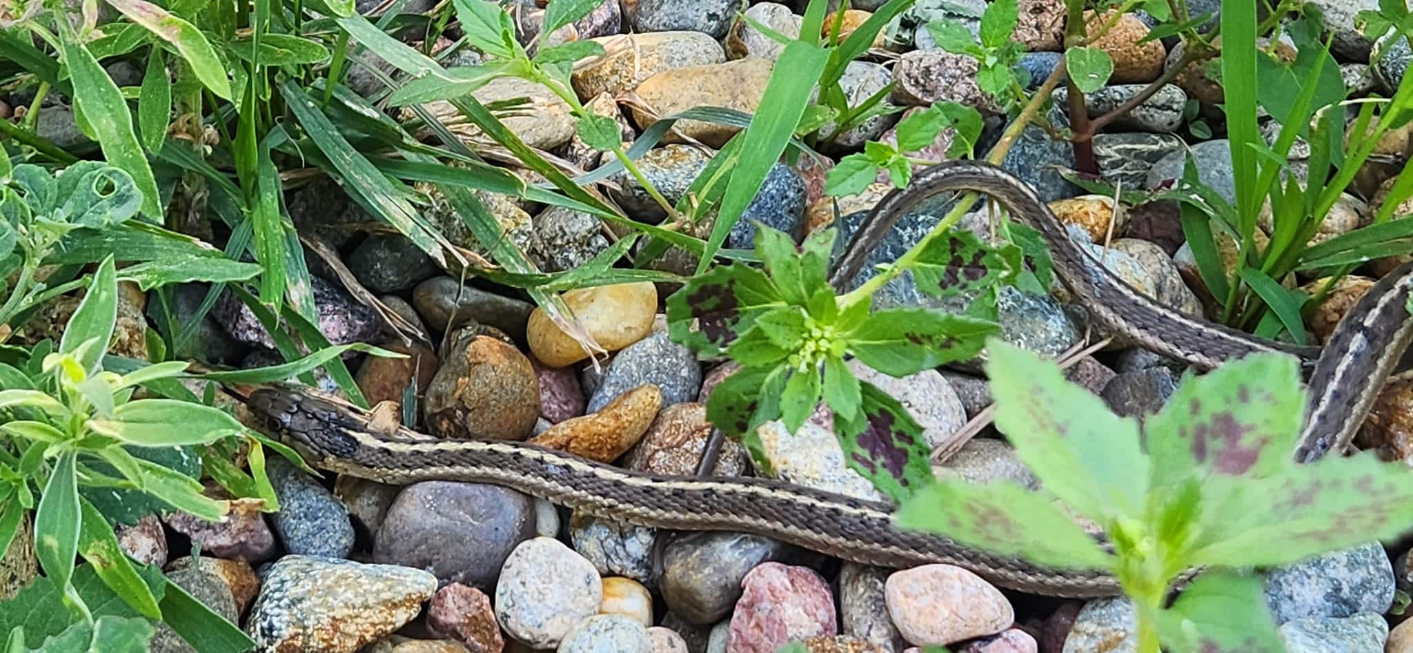how to repel snakes from your yard