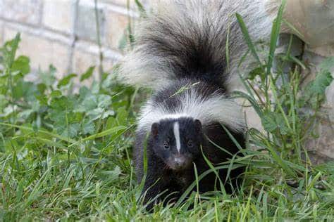 how to get rid of skunks naturally