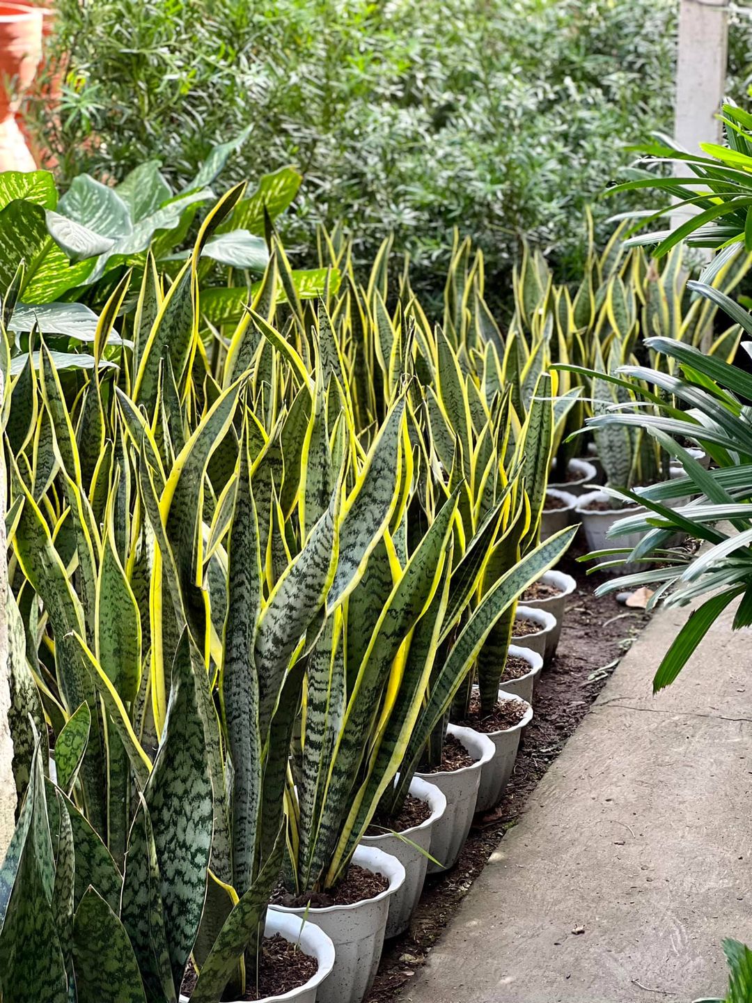 snake repellent plants