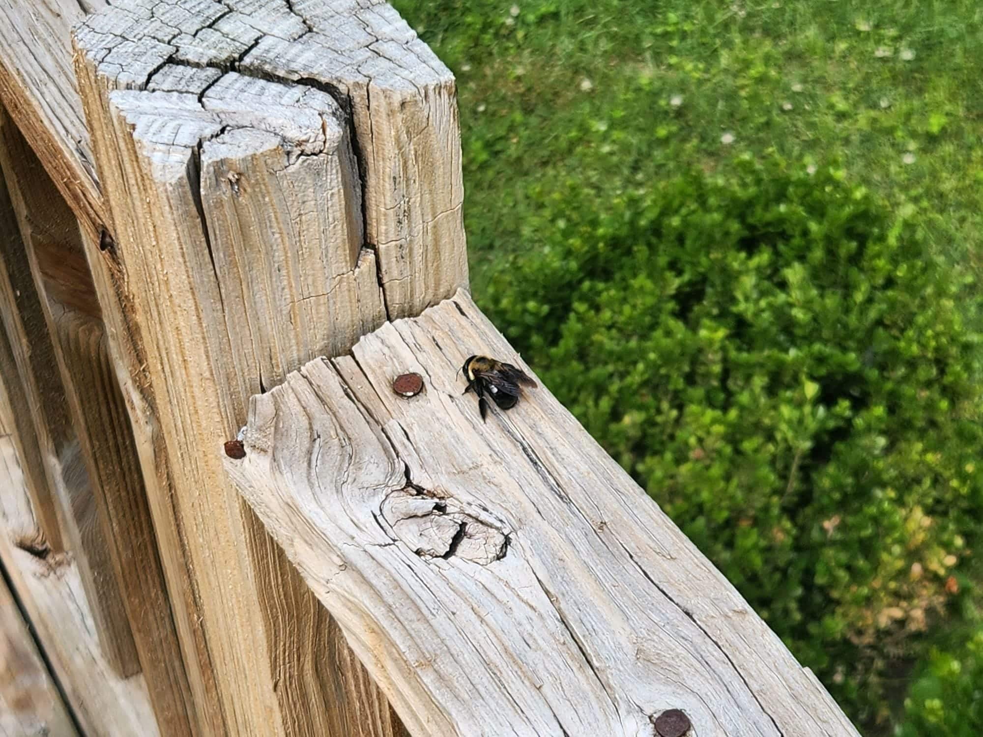 How To Keep Carpenter Bees Away