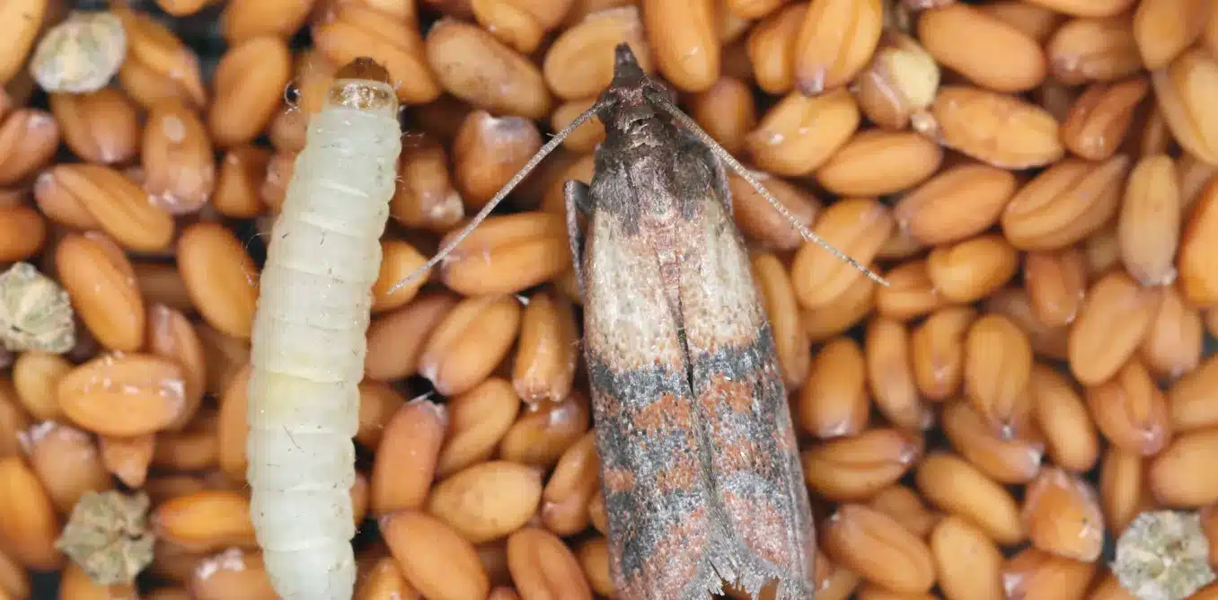 Dispose of Infested Items pantry moth