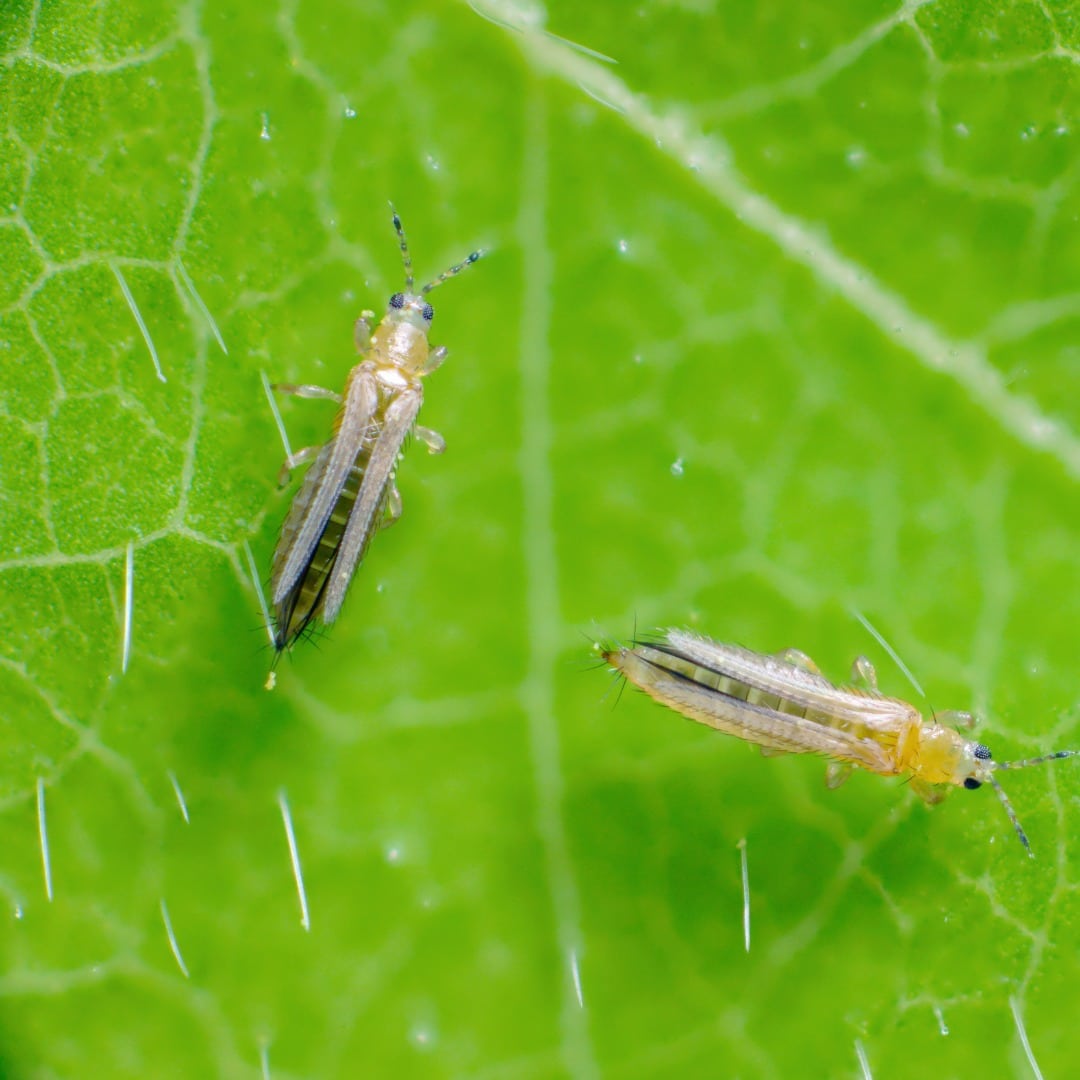 How To Get Rid Of Thrips