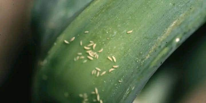 how to get rid of thrips naturally