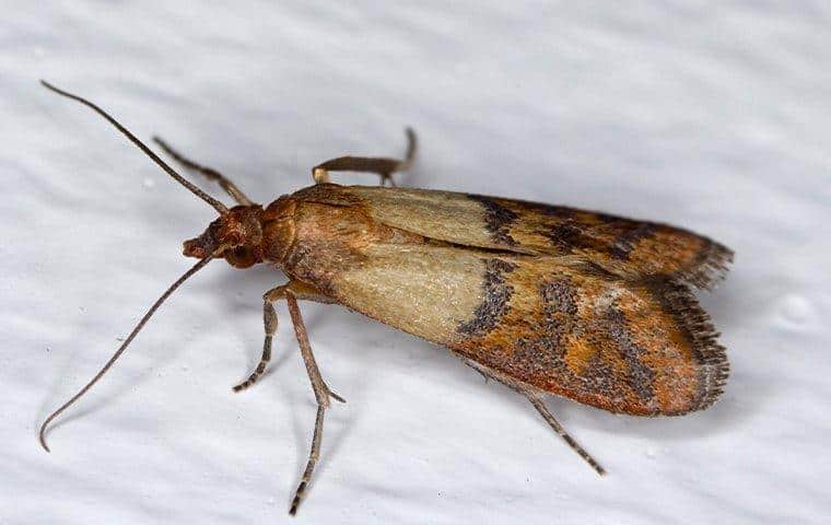 How To Get Rid Of Pantry Moths Naturally