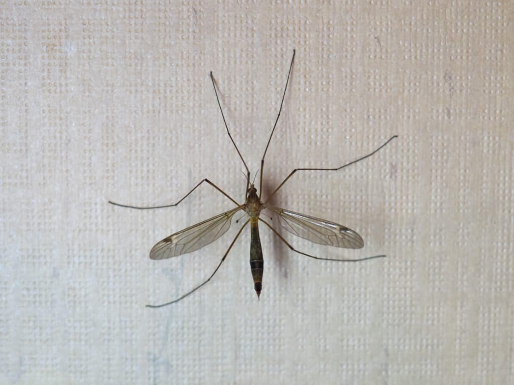 how to get rid of crane flies naturally