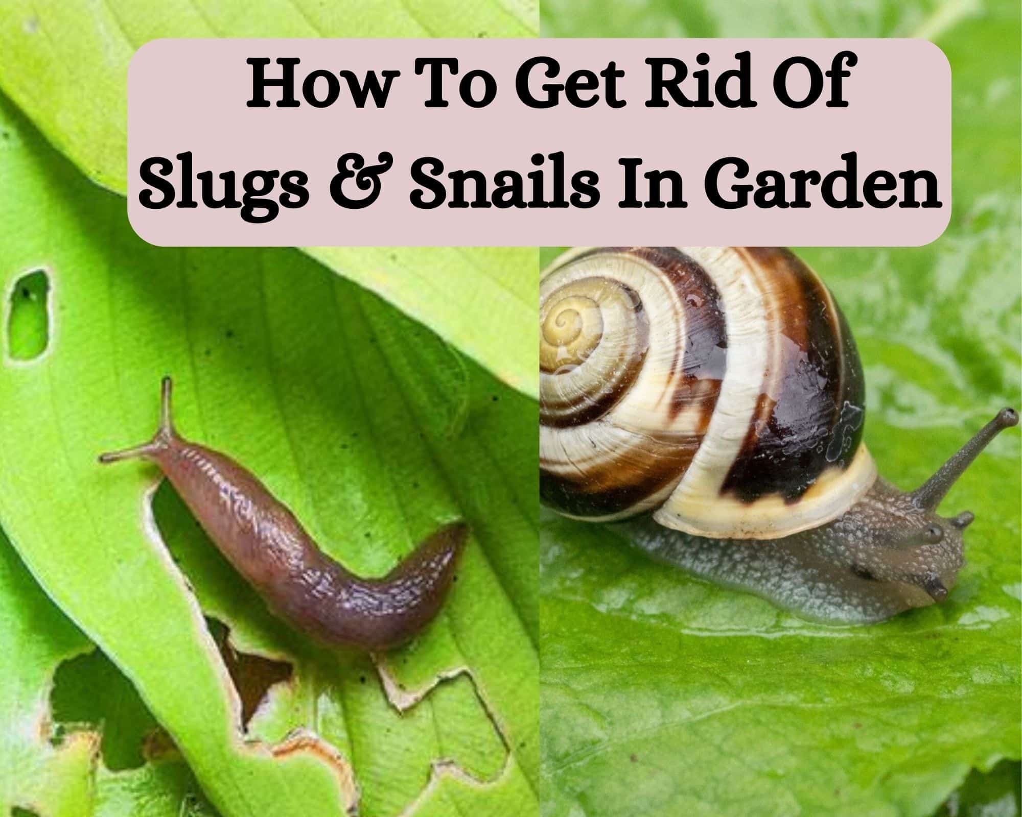 How To Get Rid Of Slugs And Snails In Garden