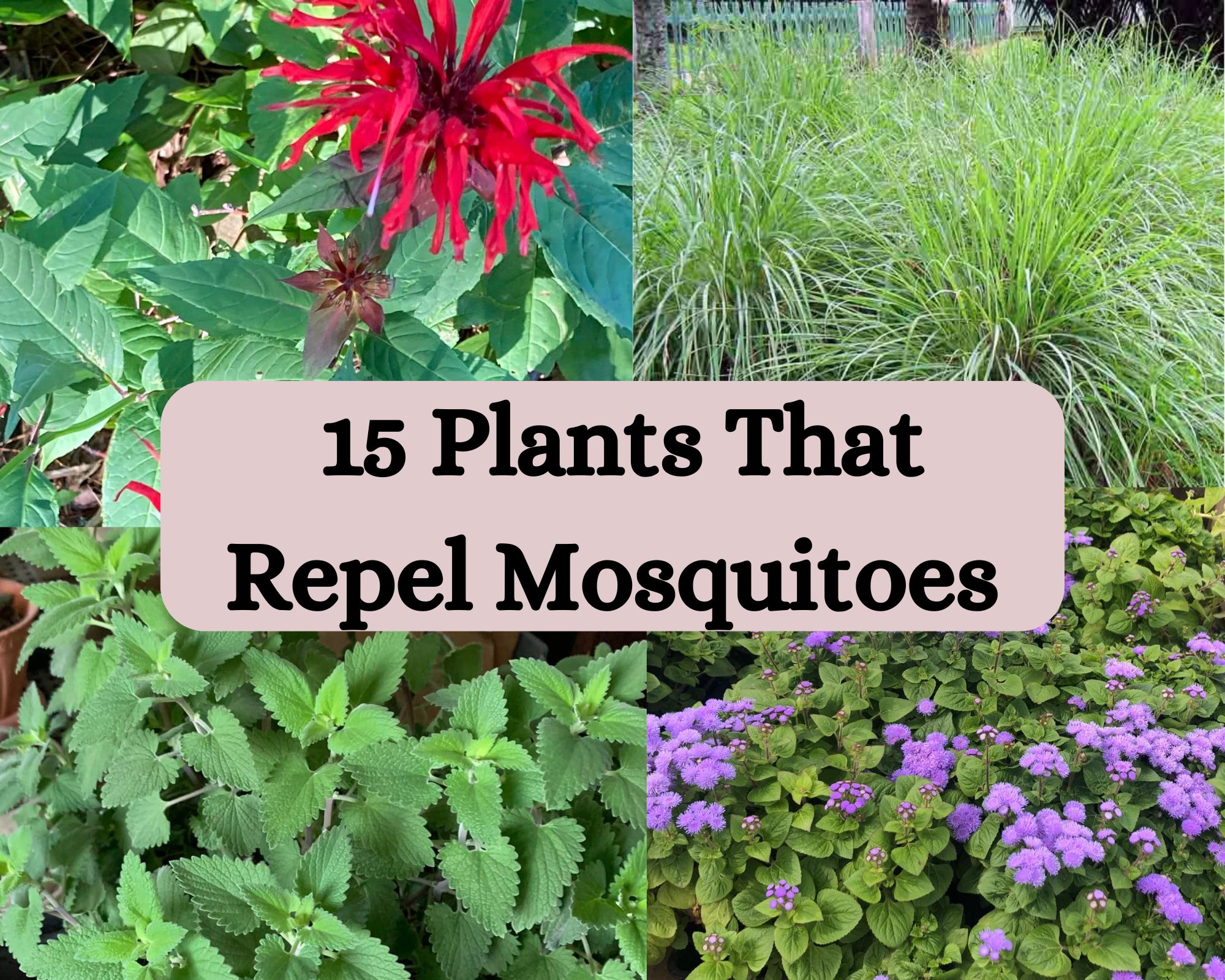 15 Plants That Repel Mosquitoes