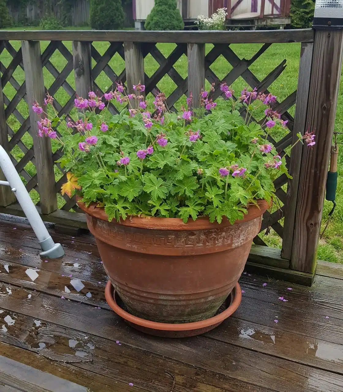 potted citronella for mosquitoes
